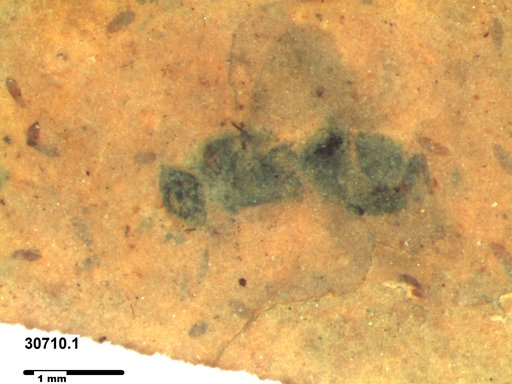 Genus sp