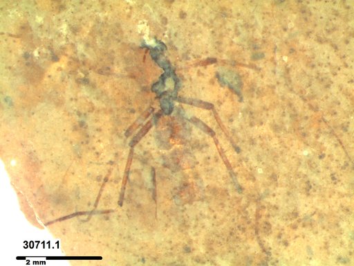 Insecta