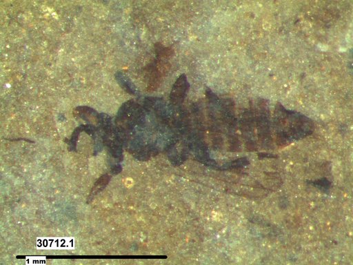 Genus sp