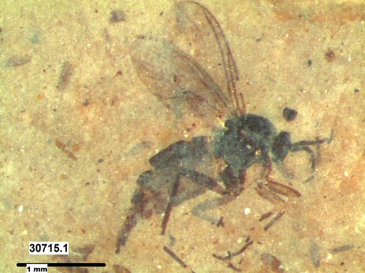 Sciaridae