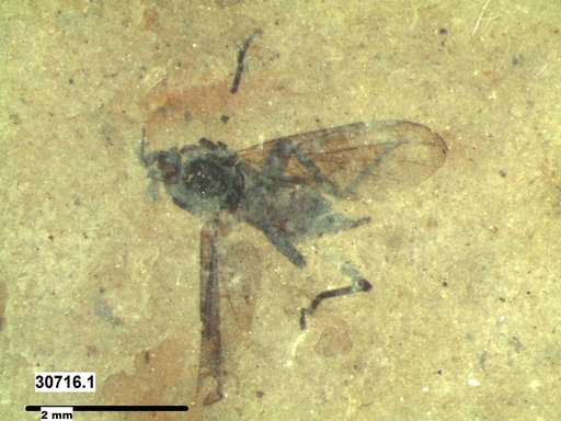Diptera