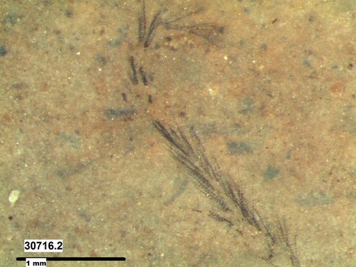 Tracheophyta