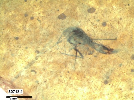 Aphididae