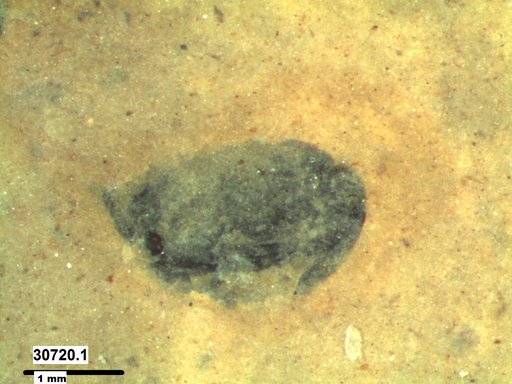 Genus sp
