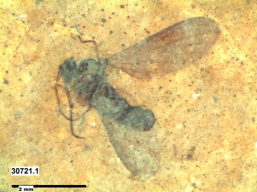 Diptera