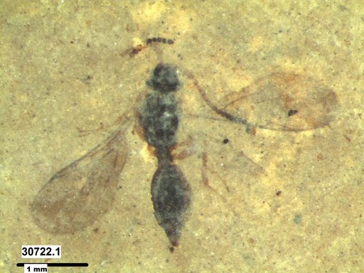 Diapriidae