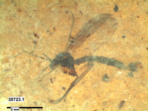 Diptera