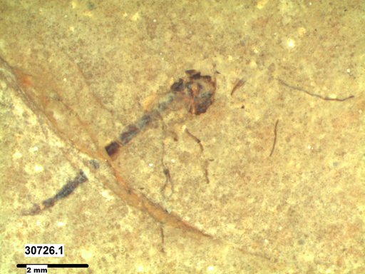 Genus sp