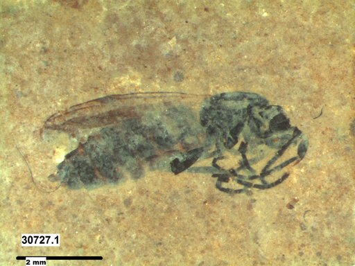 Genus sp