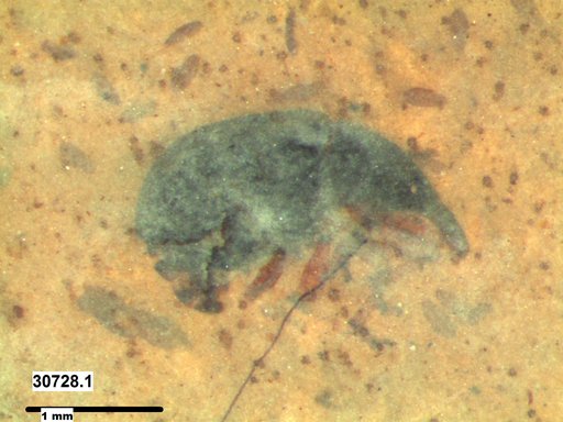 Genus sp