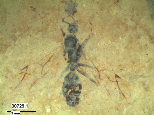 Formicidae