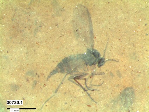 Sciaridae