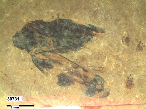 Genus sp