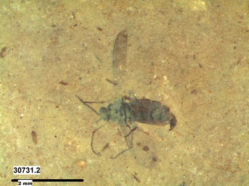 Diptera