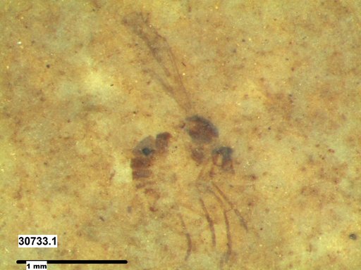 Diptera