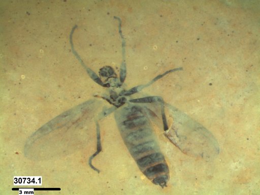 Genus sp