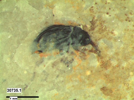 Genus sp