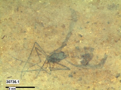 Aphididae