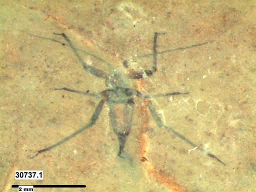 Genus sp