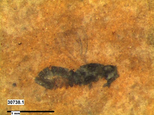 Genus sp