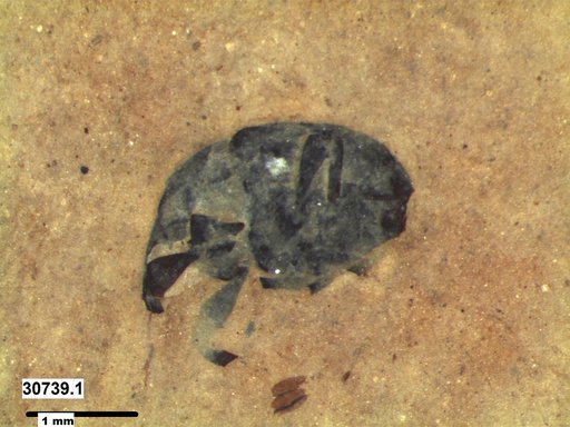 Genus sp