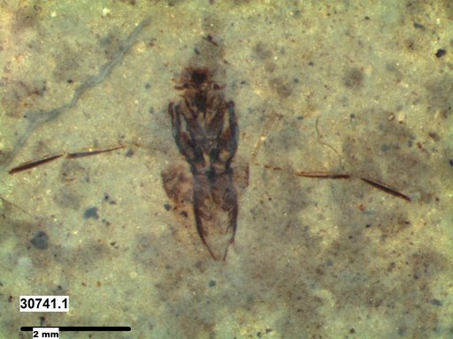 Notonectidae