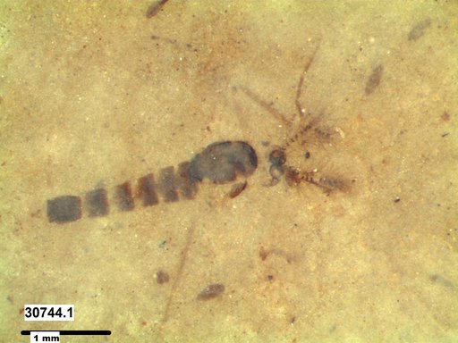 Chaoboridae