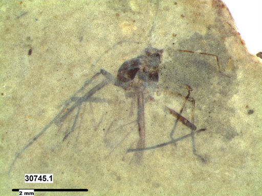 Aphididae