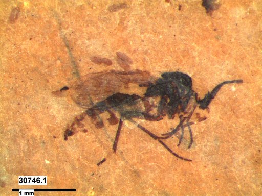 Diptera