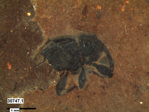 Genus sp