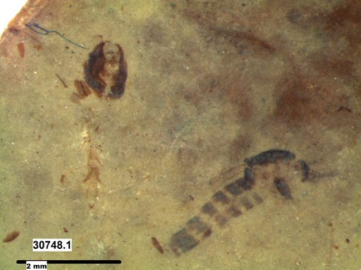 Chaoboridae