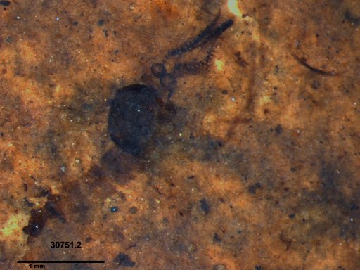 Chaoboridae