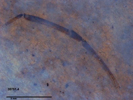 Insecta
