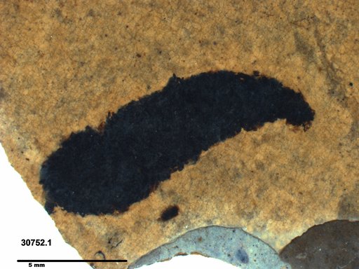 Genus sp