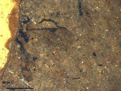 Ichneumonidae