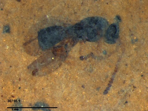 Diapriidae