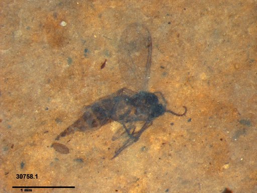 Sciaridae