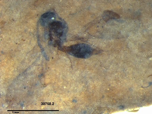 Diapriidae