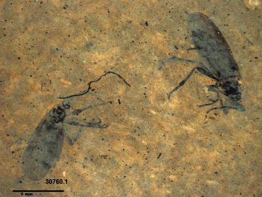 Genus sp