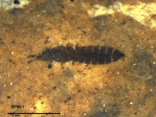 Genus sp