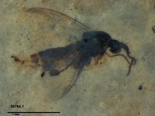 Diptera