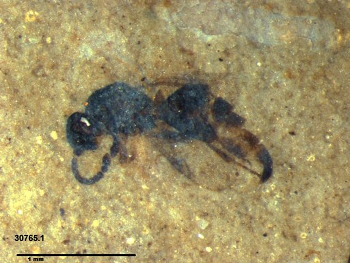 Proctotrupidae