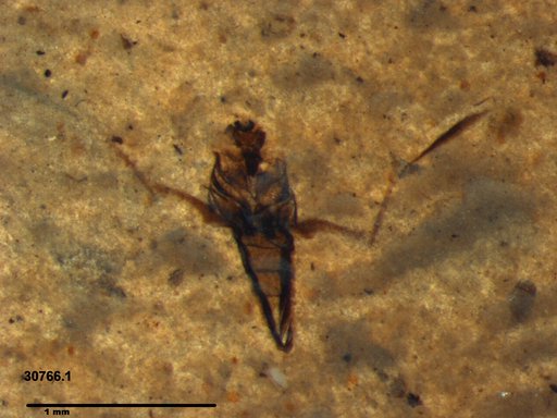 Notonectidae