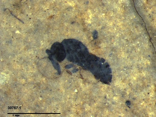 Genus sp