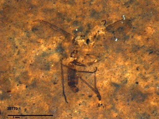 Diptera