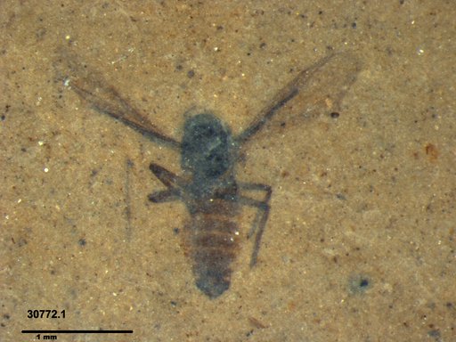 Diptera