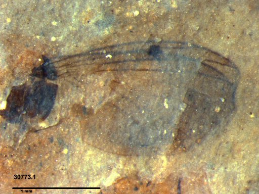 Diptera