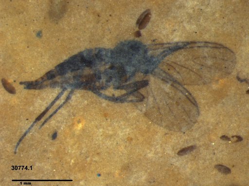 Sciaridae