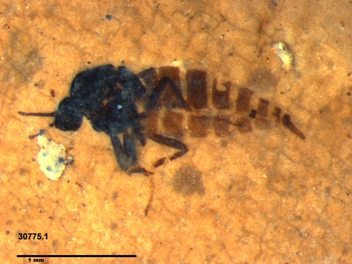 Diptera