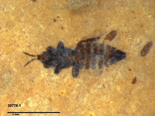 Genus sp